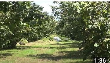 xacmaz torpag: 38 sot, Kənd təsərrüfatı, Kupça (Çıxarış) — 2