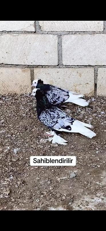 heyvanlar və balaları: Məhsul: Göyərçinlər – rəngli damazlıq sürü Təsvir: - Eyni sürüdən — 5