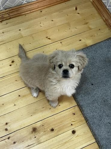 it xaltalari satisi: Cins: kiçik ölçülü dekorativ it balası Rəng: açıq krem/bej Yun — 3