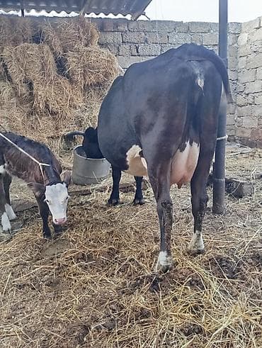 limuzin inek: Uçuncu qarın 10 gundu doğub erkek balaile satılır 10 12 l sud verir — 3