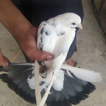 heyvanlara verilen adlar: 13 hoyercin ve 5 eded baladir cemi 18 goyercindir balalar ozlerinindir — 5