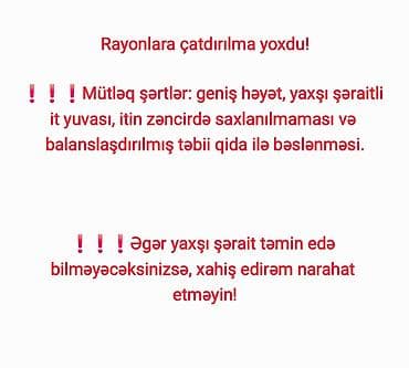heyvan bazari: Alabay, 3 il, Erkek — 2