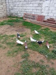 Gəmiricilər: Tutulma hoptum 7 dene qus satlir 3manat - Sayı: şəkillərdə bir neçə — 3