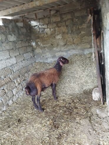 qurbanlıq qoyun: Qala cinsi qoc 7 Aylinq diri cekib 9 azn unvandan goturmek sertiyle — 2