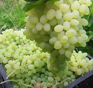 suni bitki: Uzum bagı satılır 5 hektar 3.5 hektar uzum 2h meyvə bagıdır gilas — 6