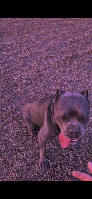 arpa toxumu satışı: Kane-Korso, 3 ay, Erkek, Ödənişli çatdırılma — 2
