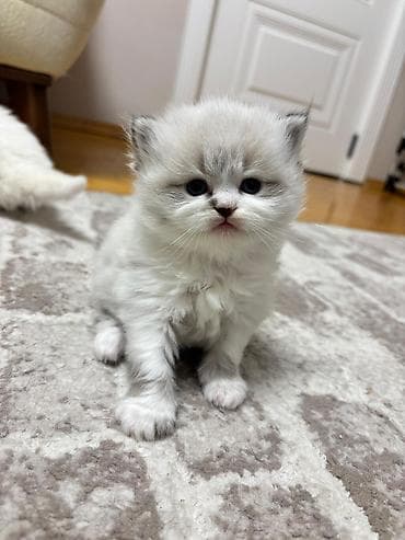 pişik tap az: Britan, Erkək — 4