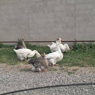 домик для большой собаки: Qaz sürüsü satılır. 1ədad 150 azn Xüsusiyyətlər: - Rənglər: ağ və boz — 2