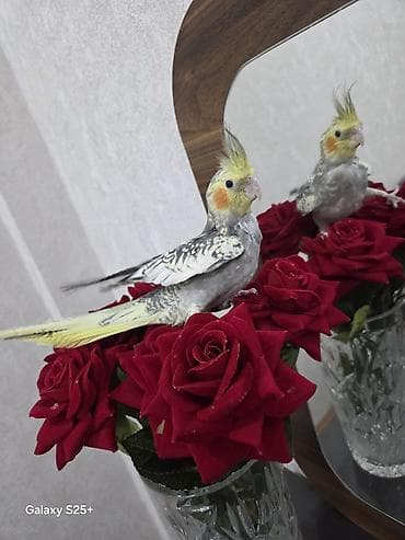 susar qusu: Qefesle bir yerde satilir. Unvan Yasamal. Insaatcilar m st — 3