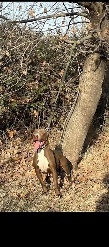 qaz və ördək: Pitbul, Dişi, Peyvəndli, Ünvandan götürmə — 5