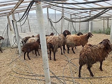 pomeranian dişi: Dişi, Qala, il: 1, 50 kq, Damazlıq, Ünvandan götürmə — 2