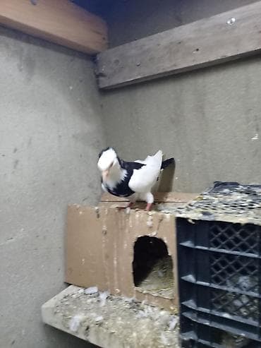 Qara boynu güllü bəzək quyruq erkey - Növ: dekorativ/şou tipli ev