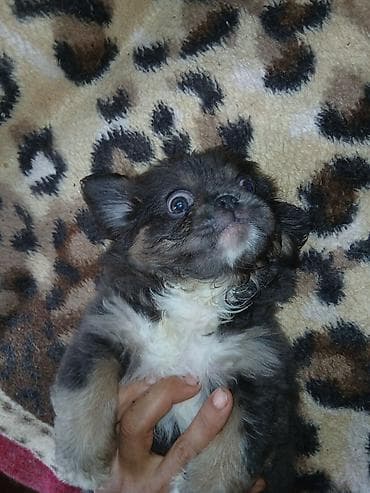 heyvanlar: Pekines — 4