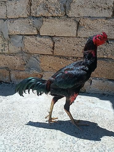 Satılır Real alıcıya endirim olacaq 'cins türk Brazil yaşı 11 aylıqdı — 1