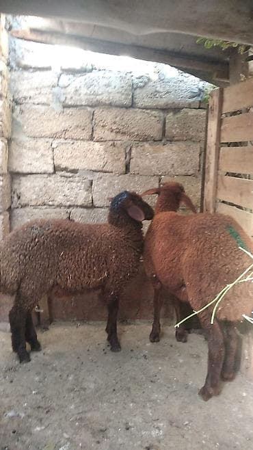 055 862 74 97 nömrəsinin whatsappına yazın