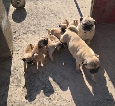 pitbull bala: Mops, 2 ay, Pulsuz çatdırılma — 5