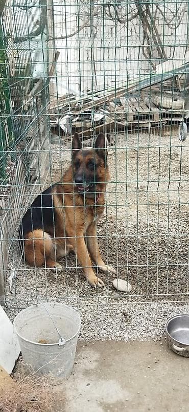 taksa it: Alman çoban iti, Erkek, Peyvəndli, Pulsuz çatdırılma — 3