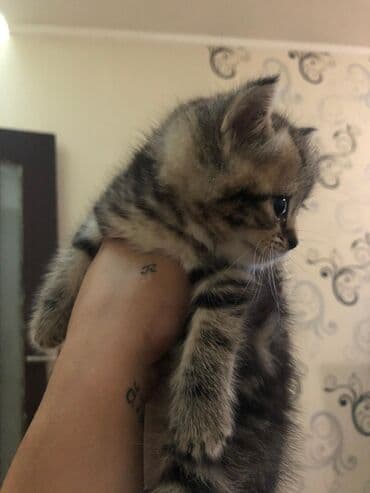 котенок в хорошие руки: Məhsul: Pişik balaları Təsvir: - Şəkillərdə boz (bərk-boz rəngli) — 5