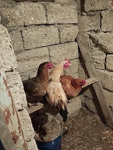 Inəklər, öküzlər: Toyuq, Yumurtalıq — 2