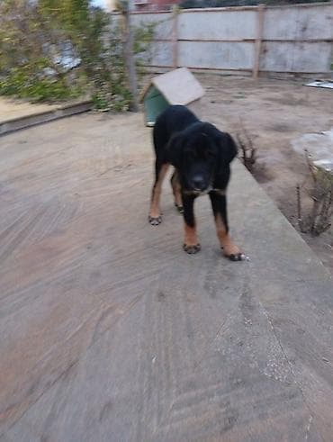 Pişiklər: 4 ay, Erkek, Peyvəndli, Ünvandan götürmə — 7