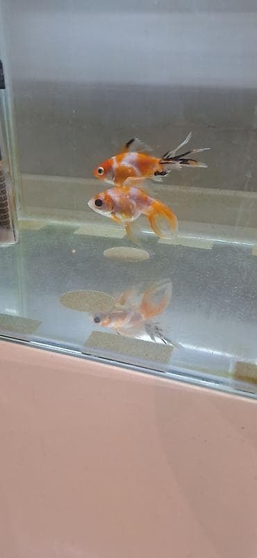 Heyvanlar: Oranda, Sülhsevər, Ünvandan götürmə — 5