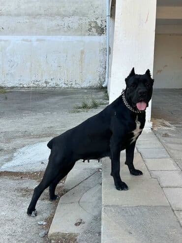 çoban iti satılır: Kane-Korso — 3