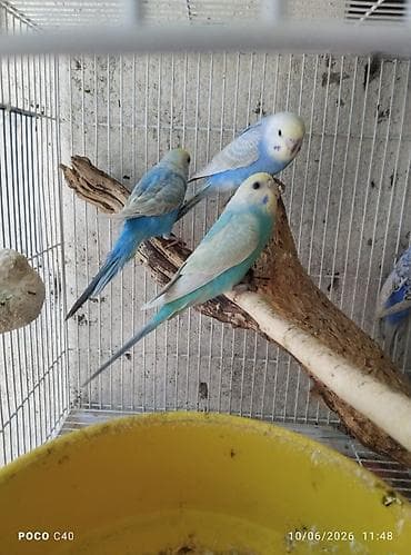 Nömrəli qəfəsdə müxtəlif rəngli dalğalı tutuquşular