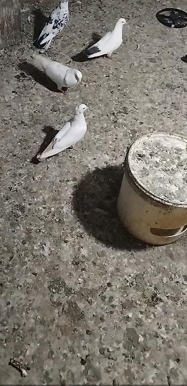 bildircin quşu: Goy quyruğ armon quyruğ mayadi ağ erkeydi hazir cutdu yumurtaya qovur — 1