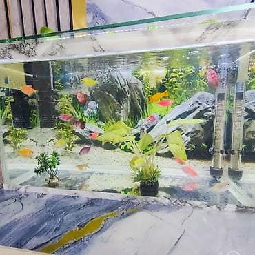 akvarium gəncə: Şüşə akvarium 2 eded dekor bezakli daslar 18 eded GLOFİSH BALİGİ — 2