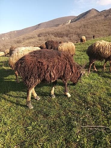 qoyunlar: Erkək quzular satılır isdəyən şəxslər əlaqə saxlasın — 6