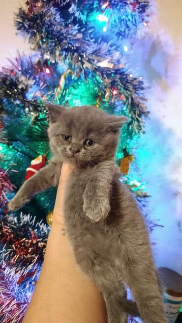 satiliq inekler: Şotland, Erkək, Dişi, Yaxşı əllərə, Ünvandan götürmə, Pulsuz çatdırılma, Ödənişli çatdırılma — 6