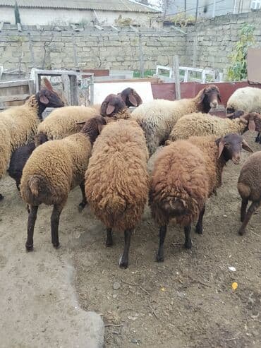 bmw 3 серия 328xi at: Erkək, Qala, il: 1, 70 kq — 4