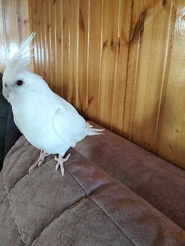 quş xana: Ağ rəngli nimfa papuqayı (Cockatiel) – nadir albino tipli, dekorativ — 2