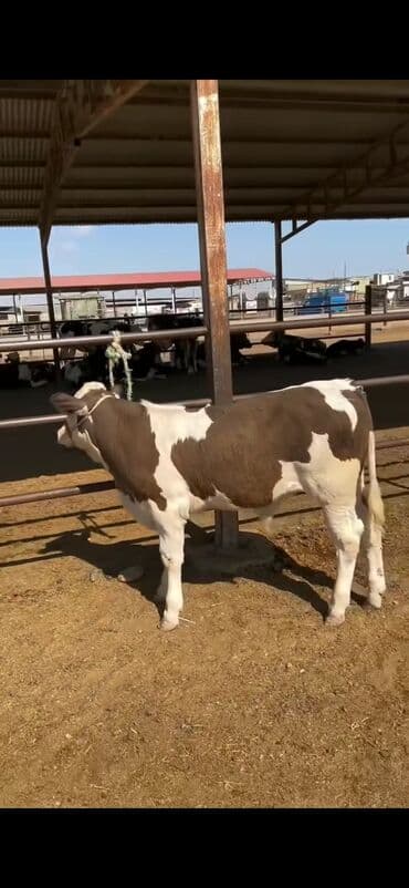 simental inekler satilir: Simental tipli buzov – ətlik-südlük istiqamətli - Rəng: qəhvəyi-ağ — 3