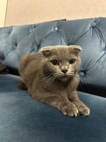 Alfa Romeo: Şotland, Dişi — 3