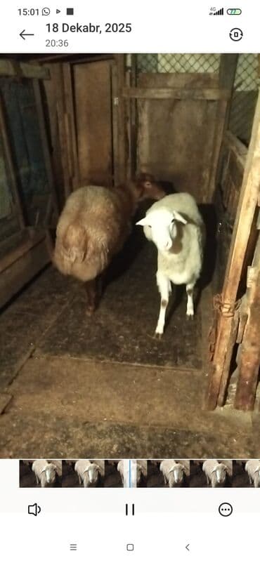 Alfa Romeo: Satılır: Qoyunlar (analıq və bala) - Şəkillərdə iki analıq qoyun və — 6