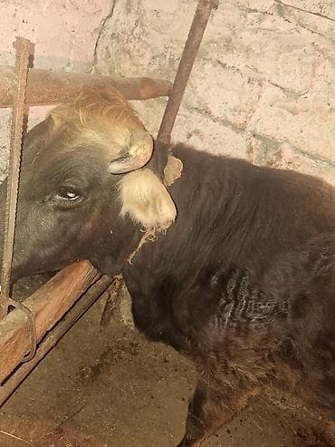 Qisir iney 160 dan aqir eti var unvan xirdalan