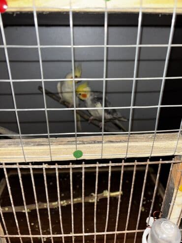 Boşqablar: Hazır cüt quşlardı Erkəymele gelir,elden yem yeyir,başını sığalladır — 3