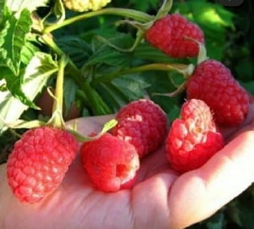 xari bulbul gulu: Xarici sort malina ağacı. Türkiyədən gelme agaclardir — 2