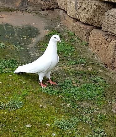 goyerçin yuvasi: Tutulma erkeydi 12 tuk quyrugunda xirda niwani var yuxardan gelib — 1