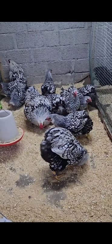 quşlar: Toyuq, Damazlıq — 2