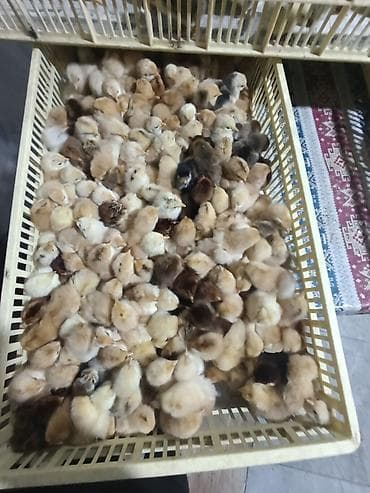 desmallar instagram: Cücələr — 5