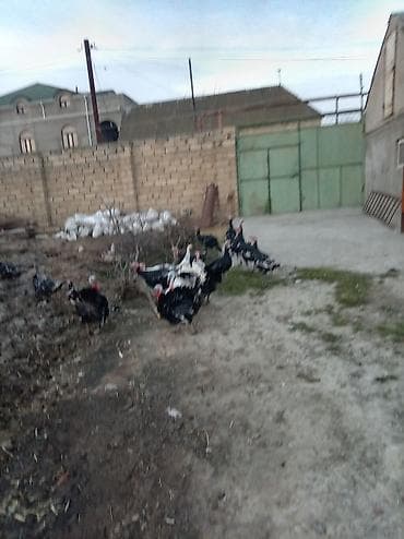 Atlar: Məhsul: Hinduşka (qara və ala rəngli sürü) Təsvir: - Həyət şəraitində — 3