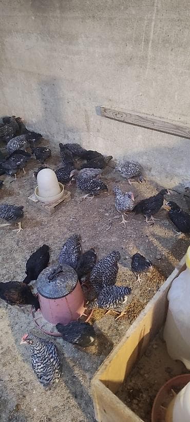 Cücələr: Toyuq cücələri, Ətlik — 4