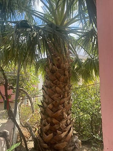 Ağaclar: Bağınızın gözəlliyinə rəng qatacaq, sağlam və baxımlı palma ağacı — 2