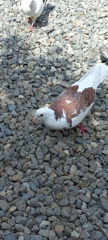 отдам в добрые руки: 4 saat ucub erkeydi — 1