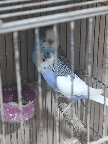 haski satisi: Hazır bala verən cütlər. yuva as bala al. altında yumurta olanlar — 3