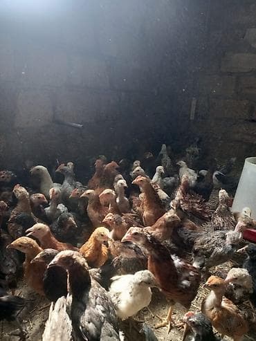 heyvan hekimi: Toyuq cücələri, Ətlik, Ödənişli çatdırılma — 4