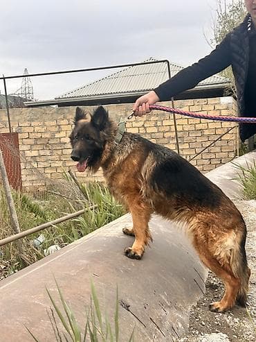 it coban: Alman çoban iti, 1 il, Dişi, Peyvəndli, Ünvandan götürmə — 1