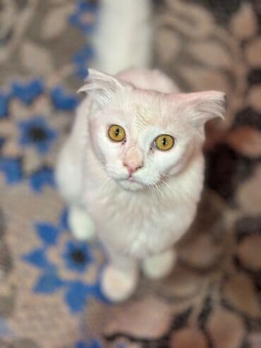 pişik satişi: Şotland, Dişi — 2